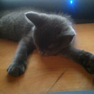 Kitten Day2