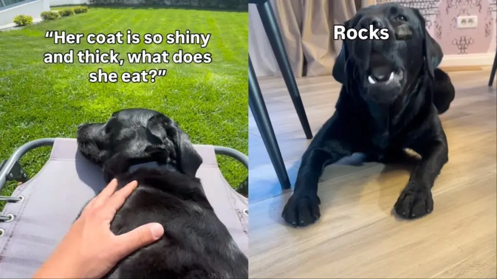 Dog’s Unusual Diet Gains Viral Attention