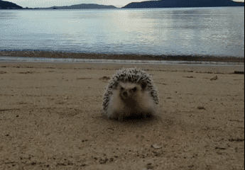image.gif
