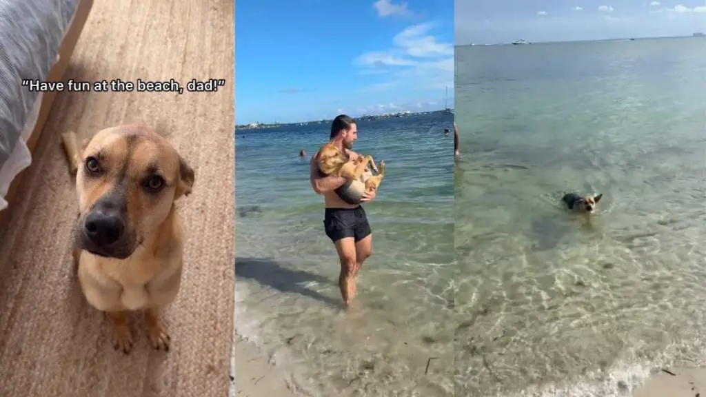 Rescue Dog's Beach Day Surprise Goes Viral