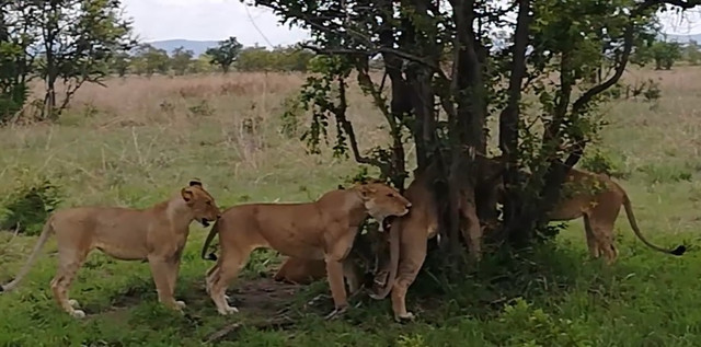 0-lion-22
