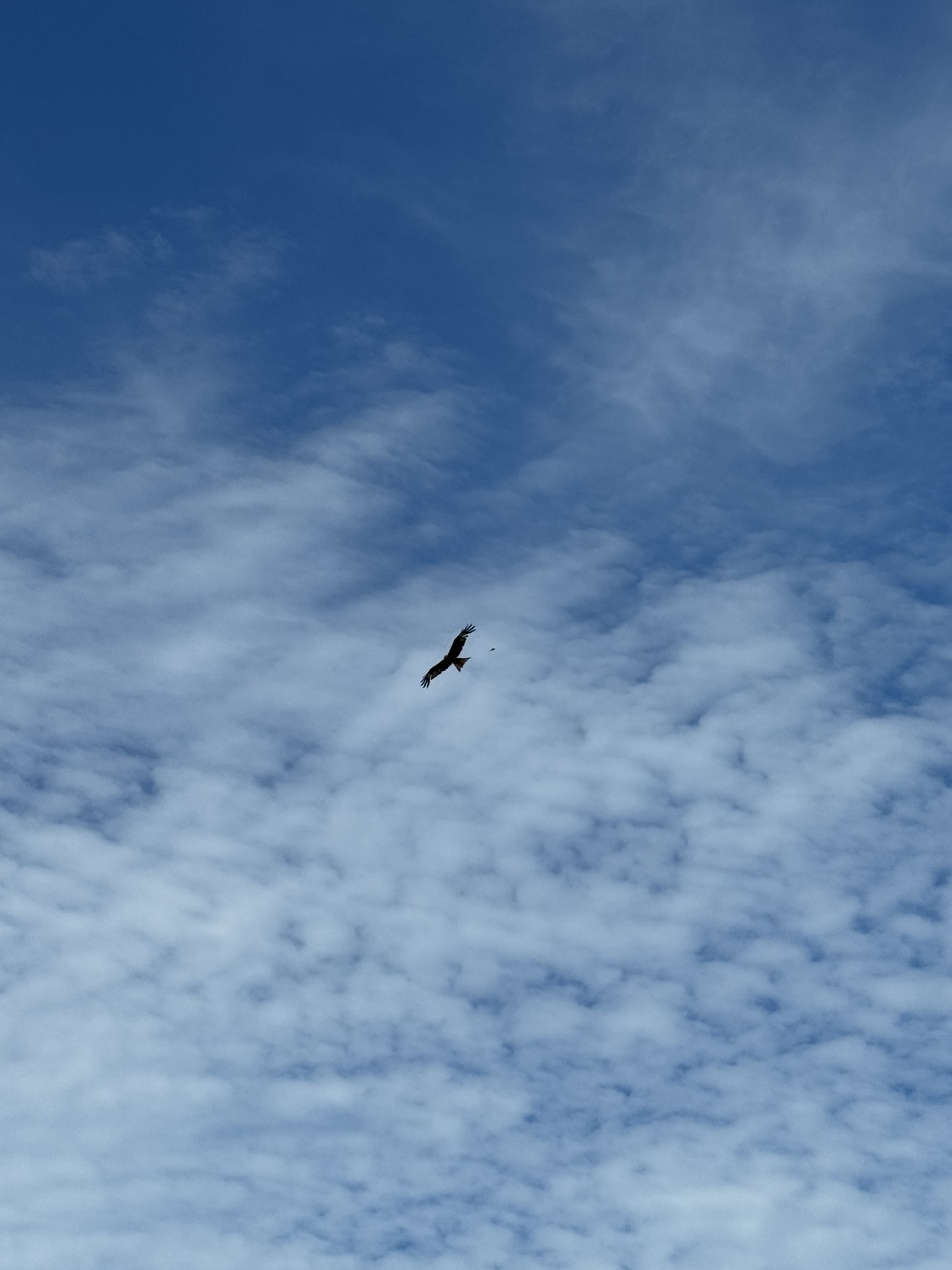 最近認識された鳥の写真