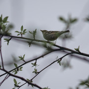 P5142603.jpg