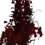 Carrion-Growth2