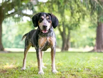 Bringing Home a Bluetick Coonhound Puppy? Here's What You Need