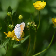 DSC 0366