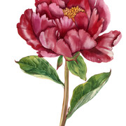 fdtsy (1)