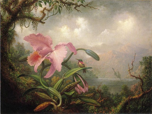 Orchid-and-Hummingbird
