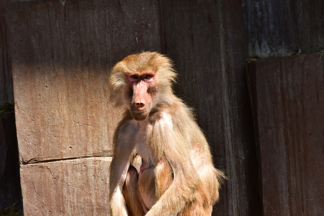 Hamadryas baboons at Copenhagen Zoo