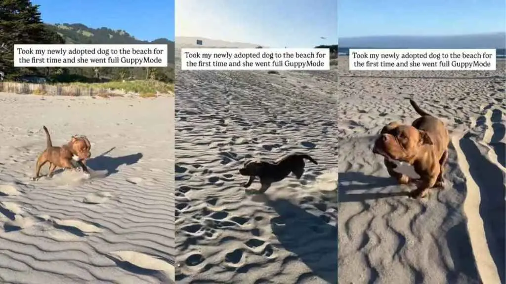 Rescue Dog's Joyful Beach Debut Captured on Video