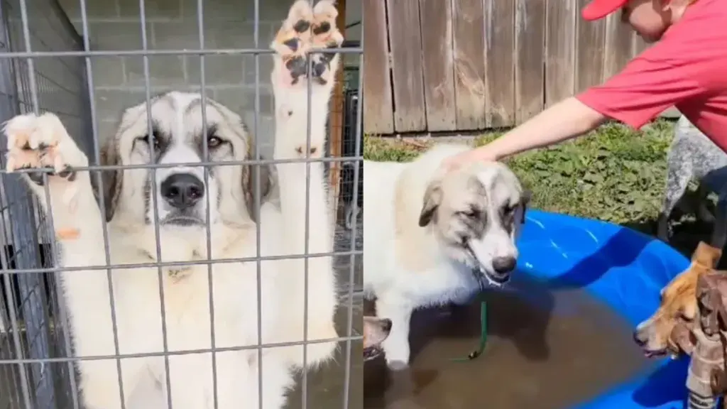 Shelter Dog's Long Wait for a Forever Home