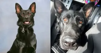 Bărbatul K-9 Ace s-a întors acasă după o rană care a schimbat viața