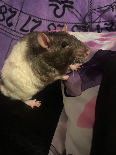 minun2