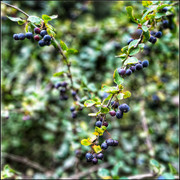 comp-IMG-4087