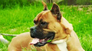 Simple Dietary Change Boosts Boxer Skin and Coat Health
