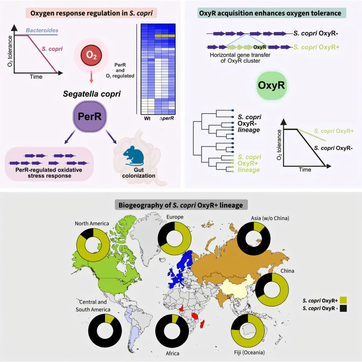 Genetic Boost Enhances Gut Bacterium's Oxygen Tolerance
