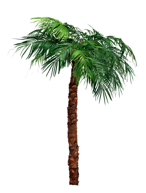 pngwing-com-6.png