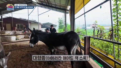굿모닝대한민국 당나귀유 화장품 캡처