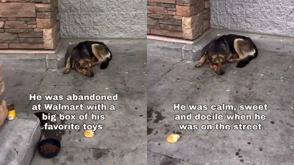 Dog Left at Walmart with Toys Seeks a Loving Home