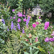 roses