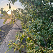 IMG-9062.jpg