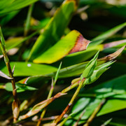 DSF6170