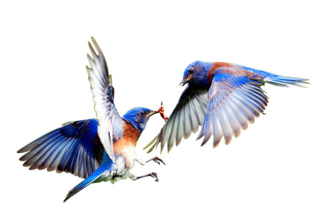 blue birds