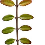 Leaves07