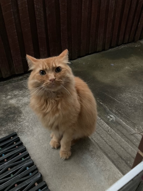 Tigger.jpg