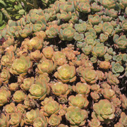 IMG-9754
