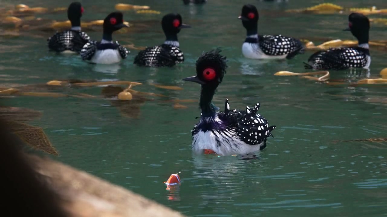 Finding Nemo Screenshot