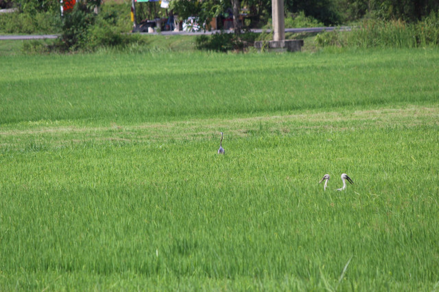 IMG 1048.jpg