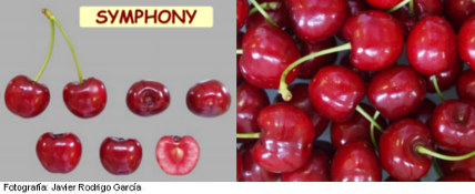 Image Cerisier Symphony, variété de cerisier Symphony (Selina) cerise à maturation très tardive, photo de cerises