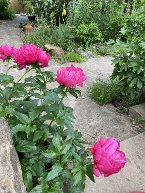 IMG-6504