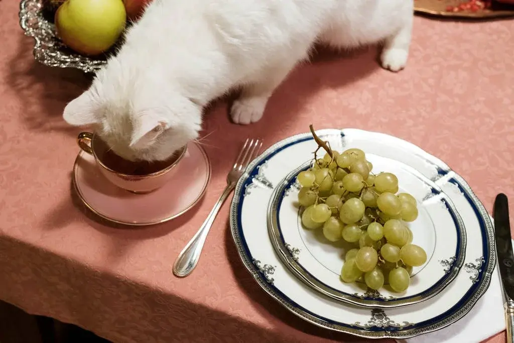 Deadly Kitchen Staples: Foods That Can Kill Your Cat