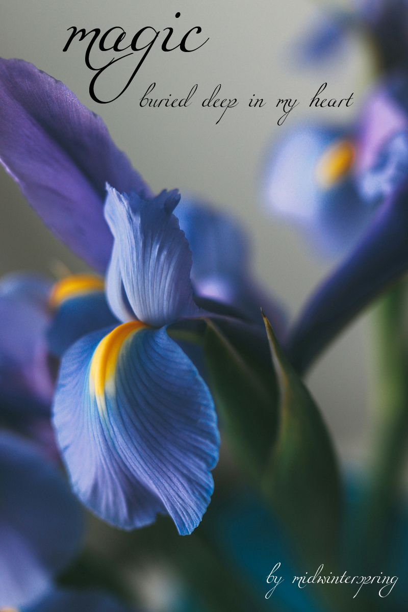 A close up of a blue iris flower with blurred background, with the fic title and author in a script font