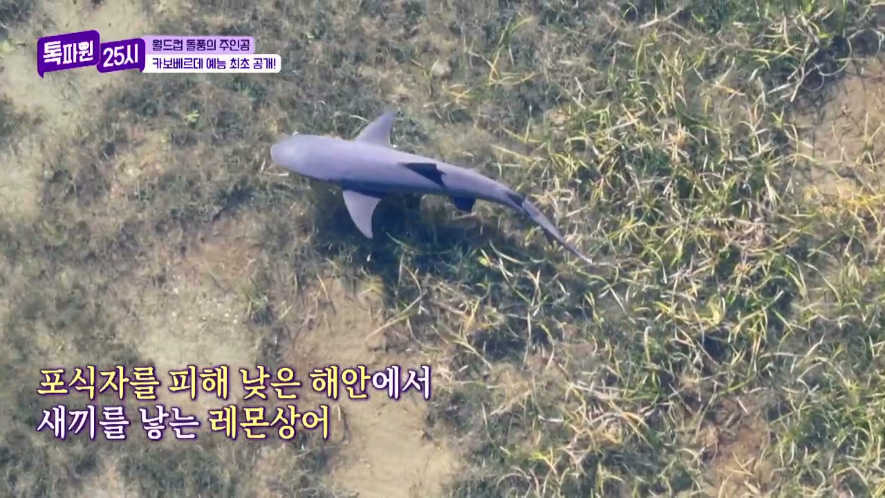 톡파원25시 카보베르데 여행 추가 캡처 3