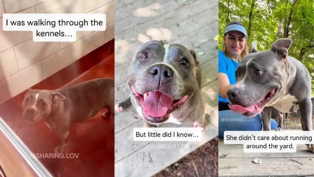 Dog's Unexpected Plea During Shelter Walk