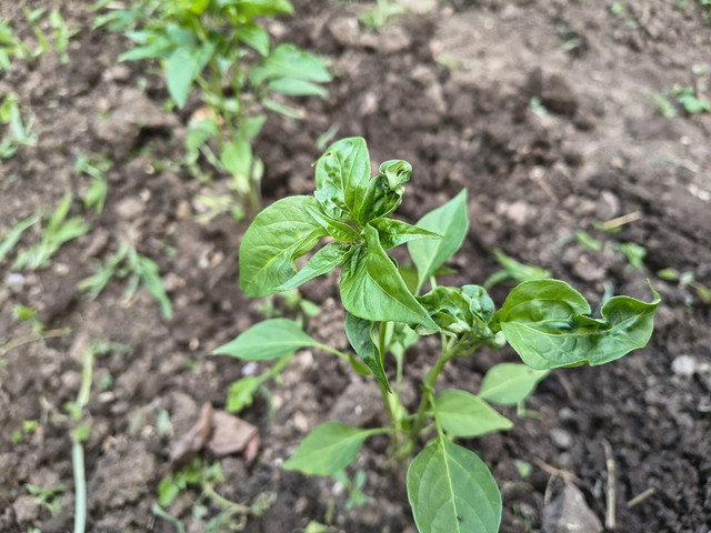 peper