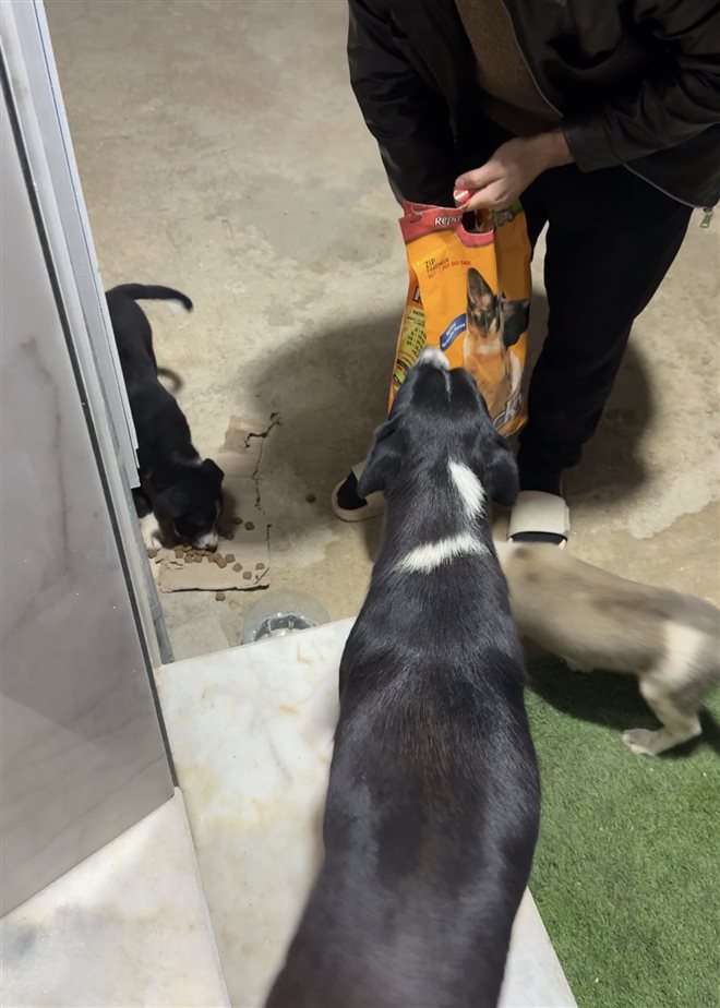 Pet we helped