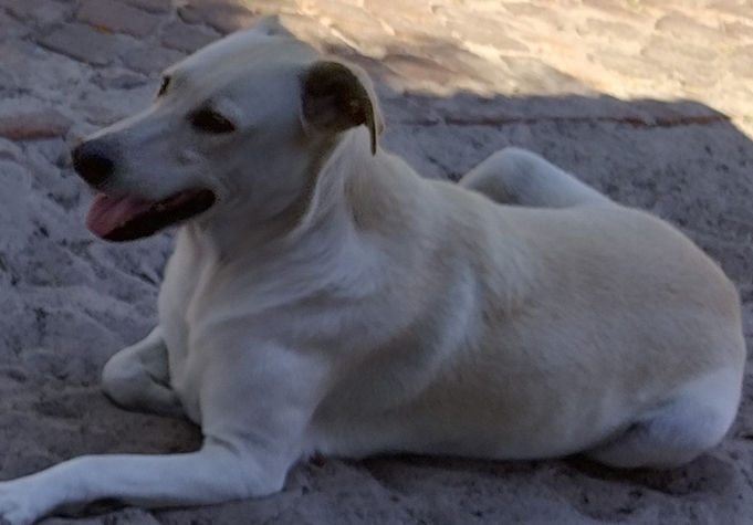 Mixed Breed