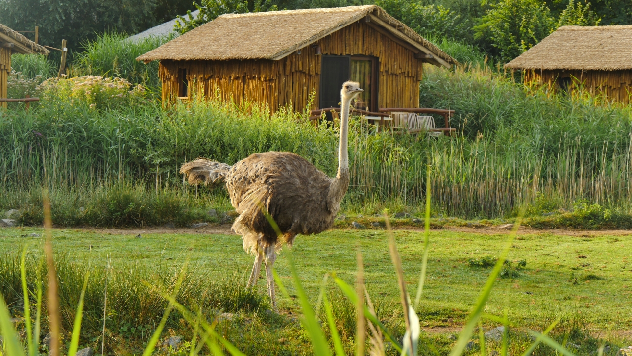 Serengeti-Park / Серенгети-Парк и кусочек Касселя