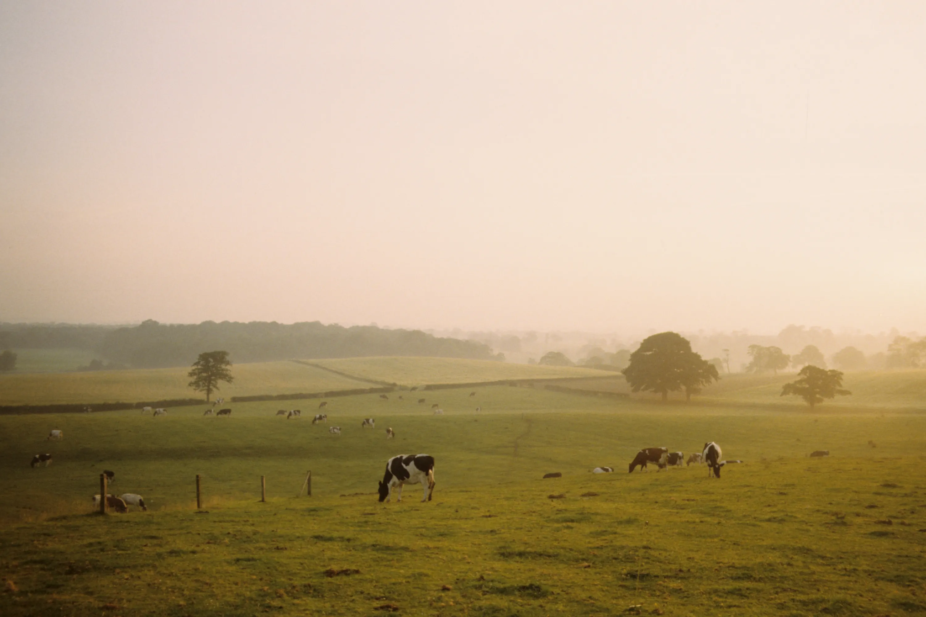 Pale yellow light of dawn illuminates fields with grazing cattle.