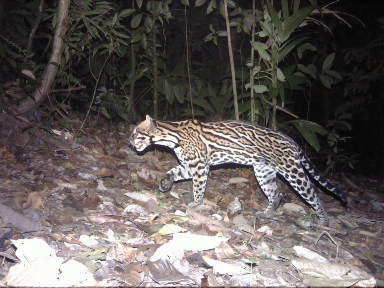 Ocelote Leopardus pardalis en la selva
