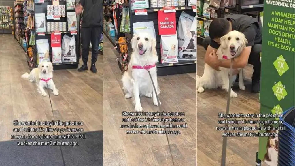 Golden Retriever Steals the Show as Retail Worker