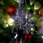 IMG 6045 Dx O