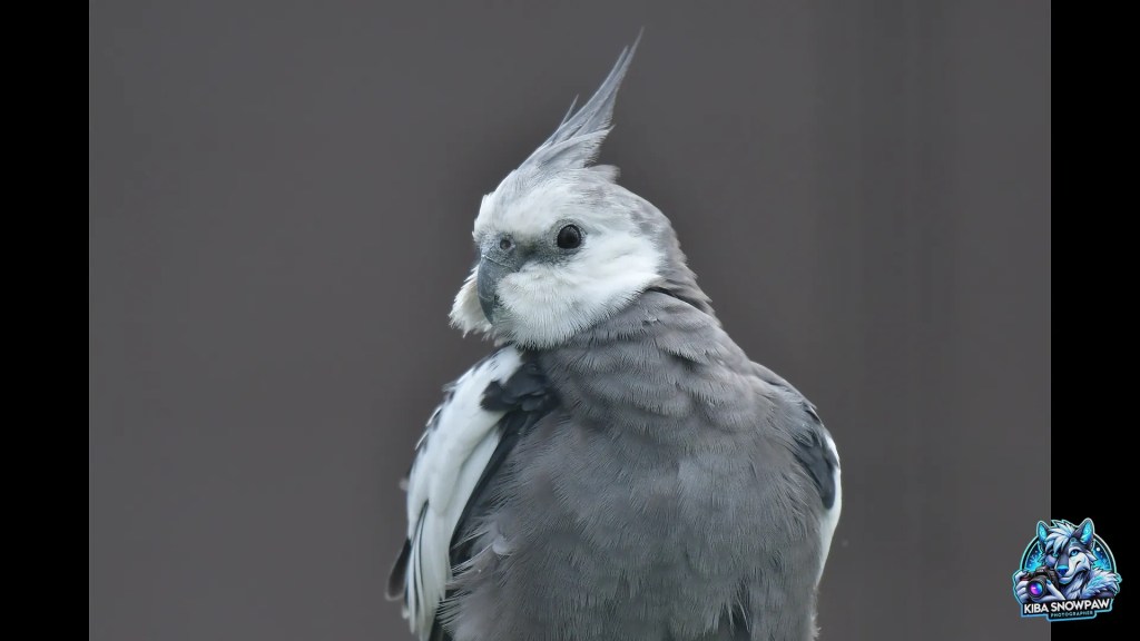 A cockatiel with a pale face and raised crest.