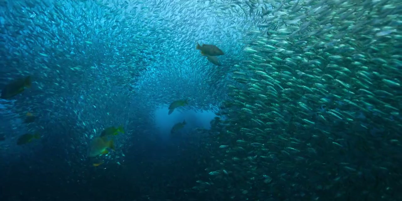 Our Oceans Screenshot