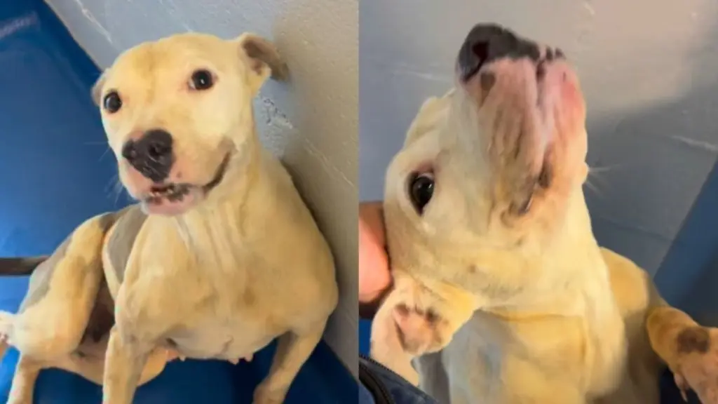Dog Overcomes Starvation, Now Seeks Loving Home