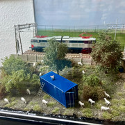 IMG 0427